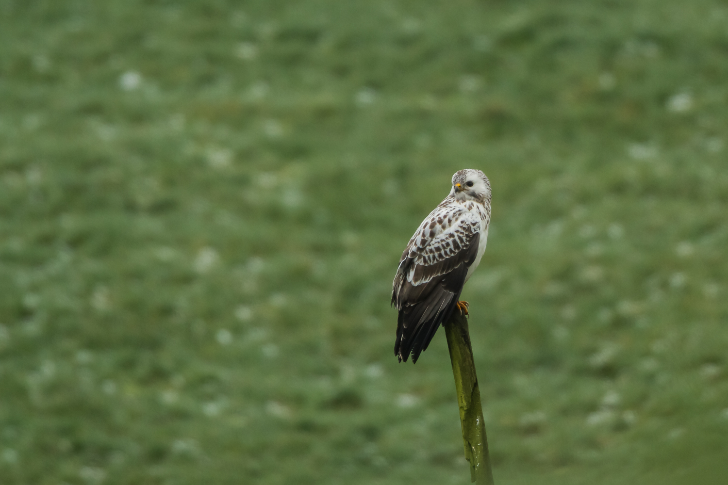 Mäusebussard