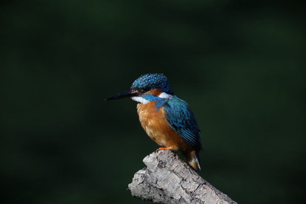 Noch ein Eisvogel