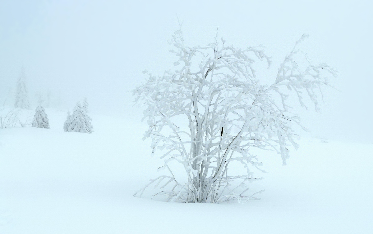 Ganz in Weiss