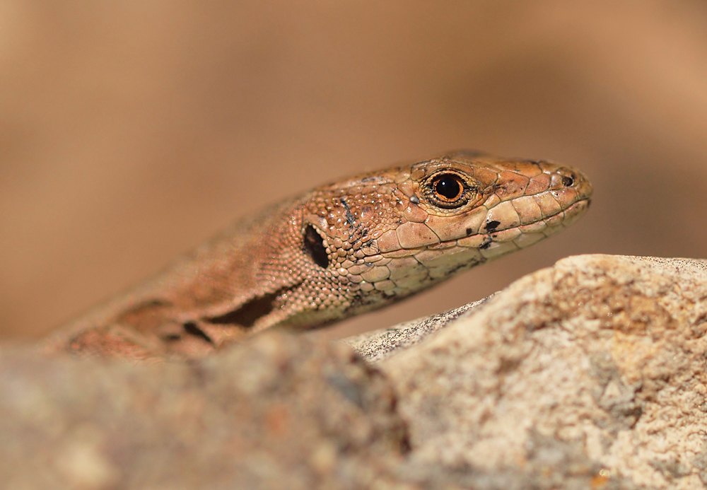 Profil Close-Up