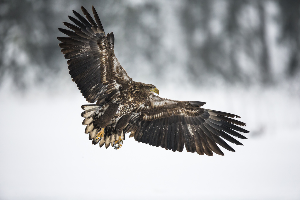 Seeadler