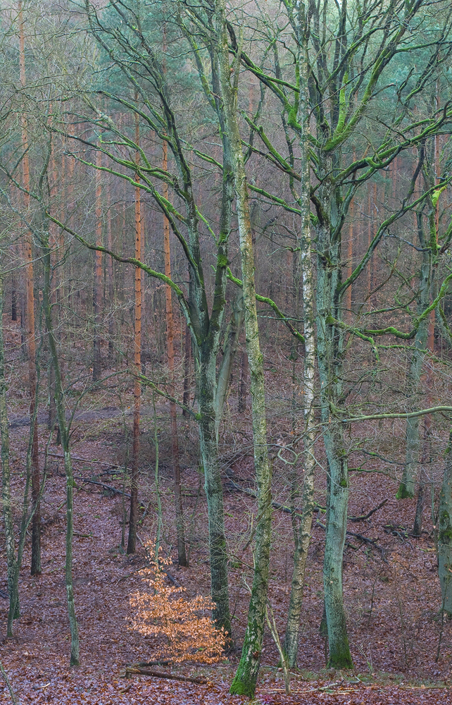 Waldweg