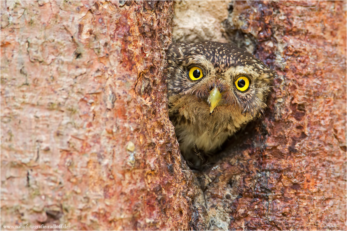 ~Ein fesselnder Blick~