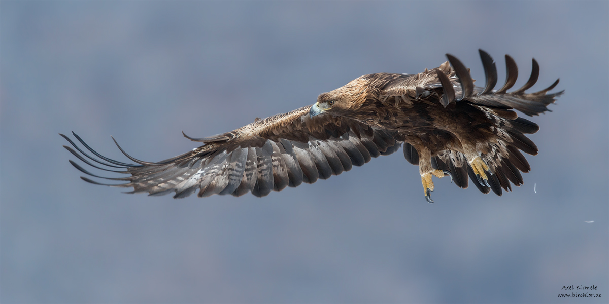 Steinadler