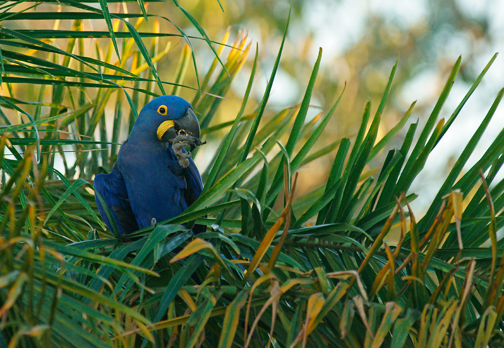 Hyazinth-Ara (Anodorhynchus hyacinthinus)