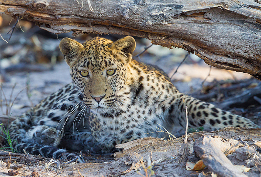 Leopardin bei der Jagd