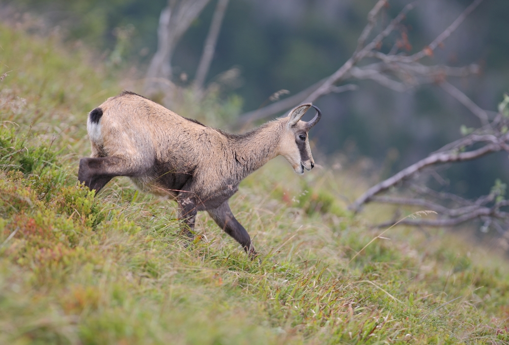 Chamois