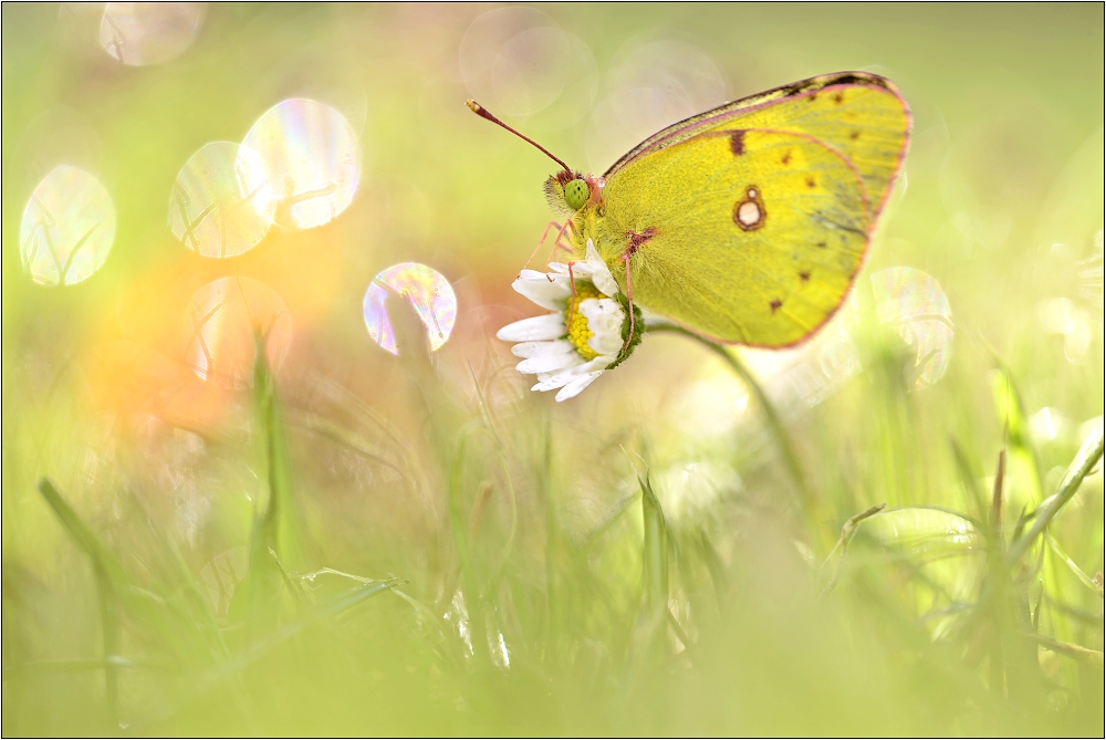 Colias cf. alfacariensis