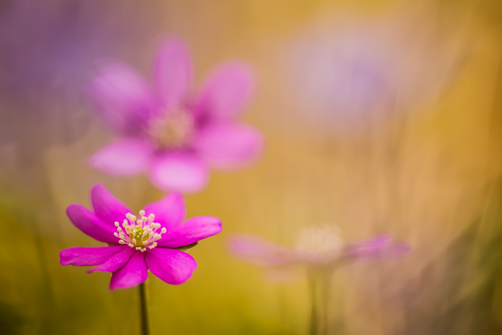 Pink Hepatica nobilis