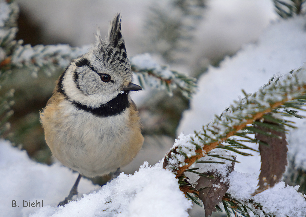 Winterliche Haubenmeise