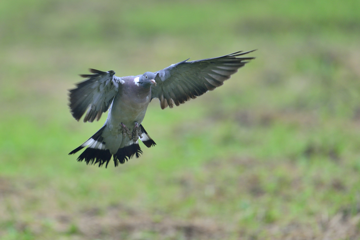 Ringeltaube (columba palumbus)