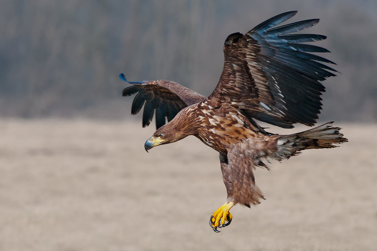 Seeadler