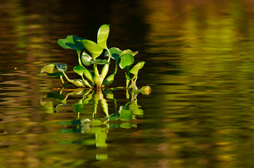 Wasserhyazinthe (Eichhornia crassipes)