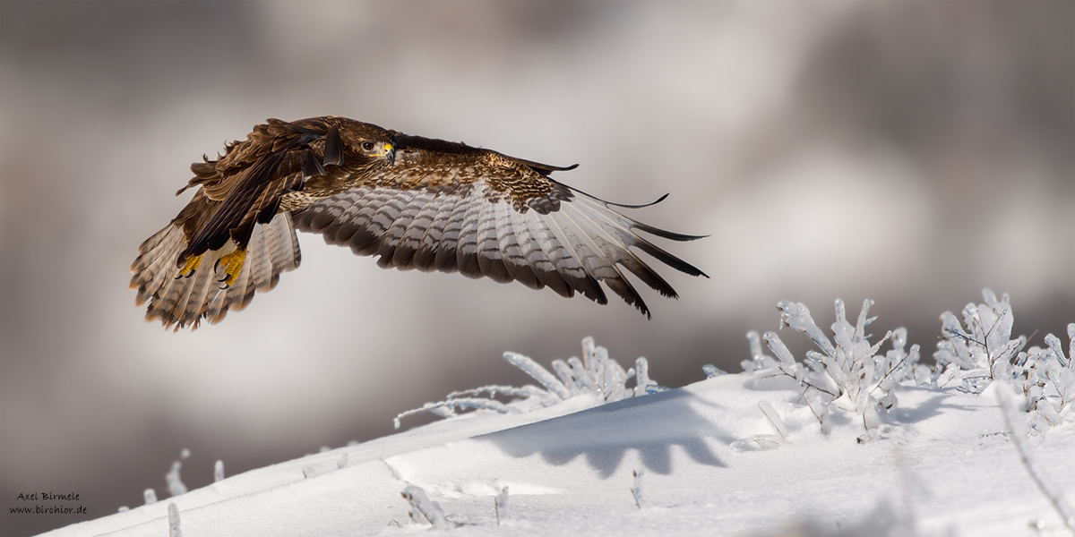 Bussard