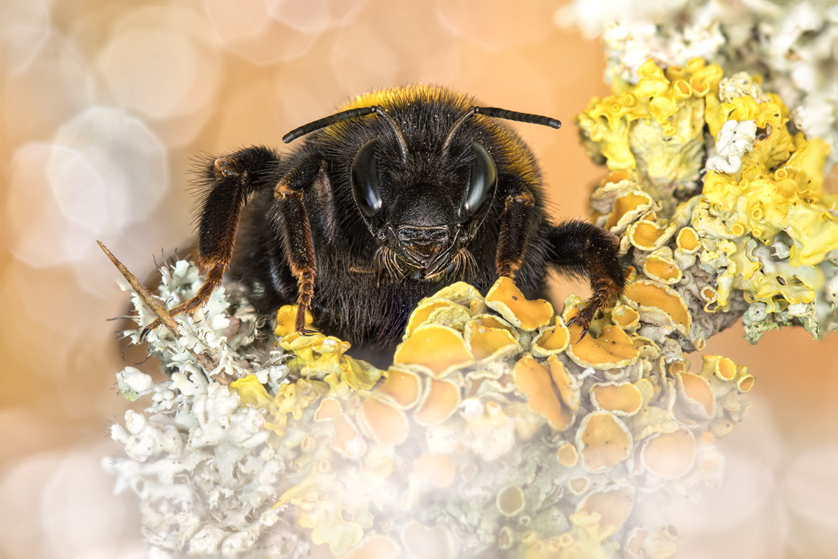 Insekten-Makro 2016