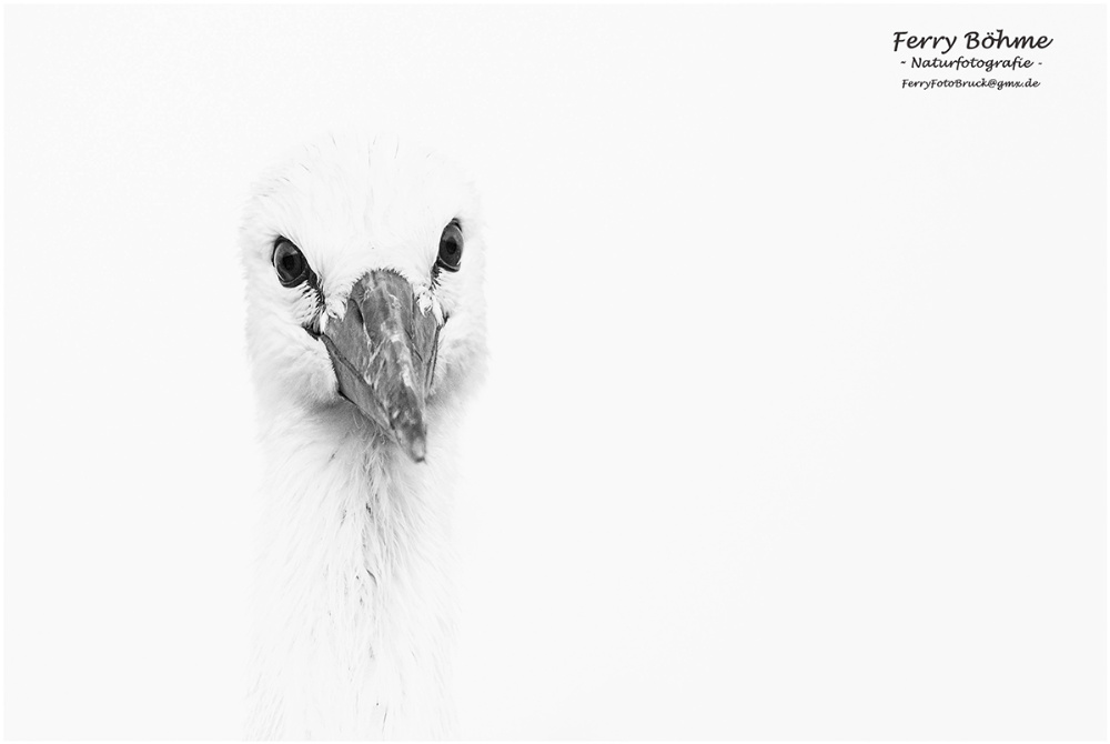 Jungstorch im Portrait