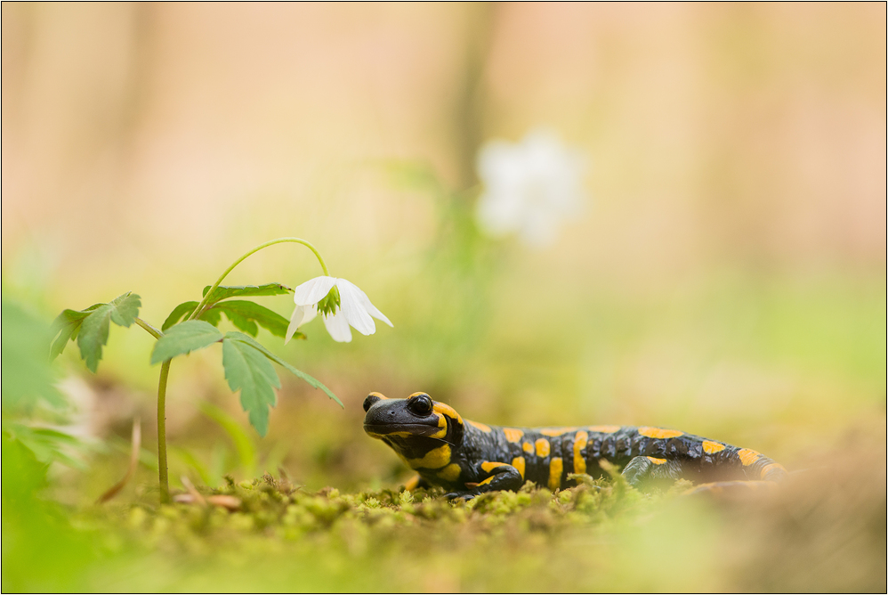 ~ Regenmännchen ~