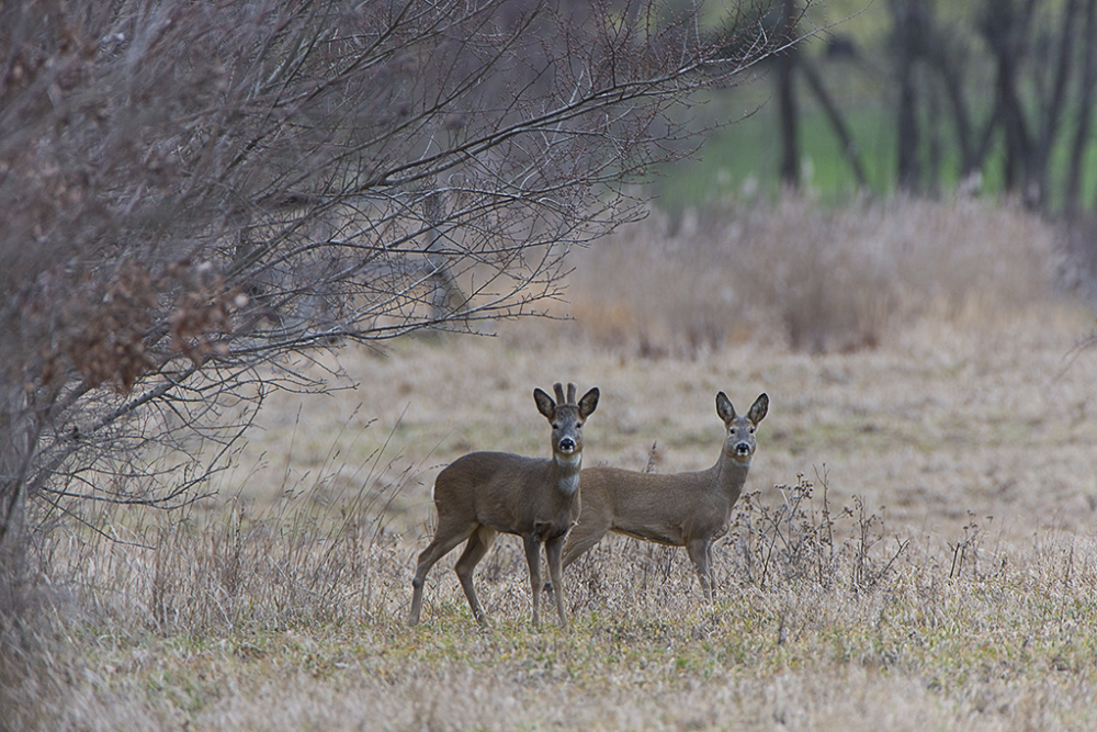 im Visier der Rehe