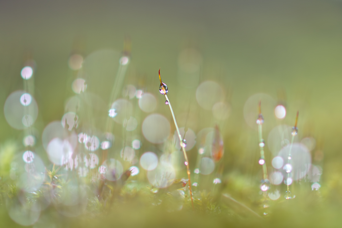 Moos Sporophyten