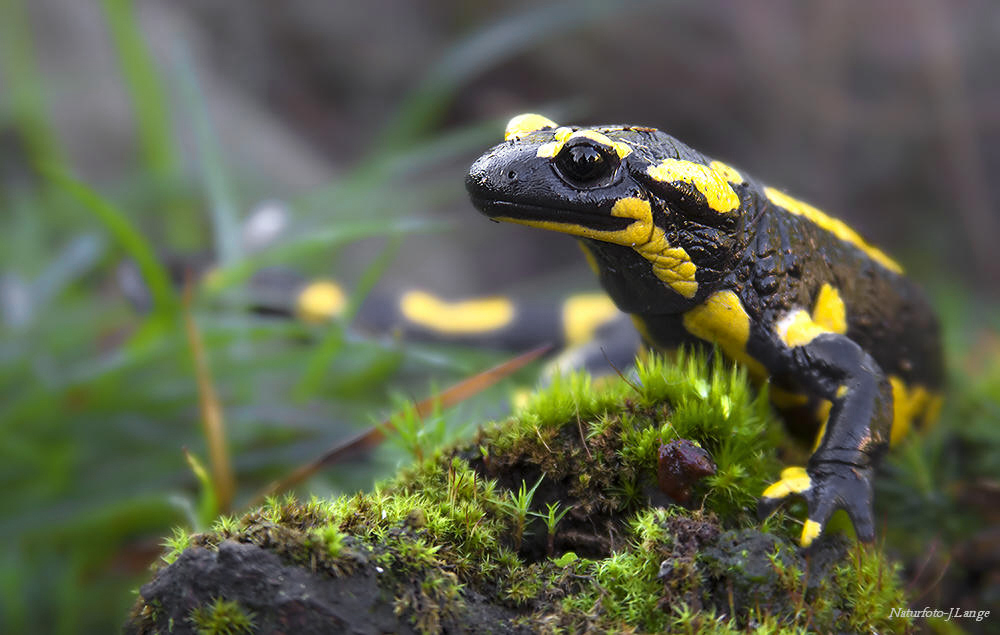 Feuersalamander