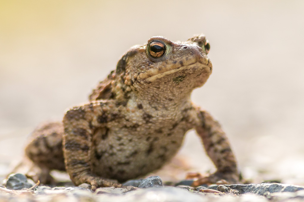 Erdkröte (Bufo bufo)