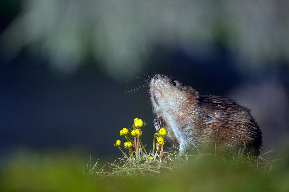 Frühling in der Nase