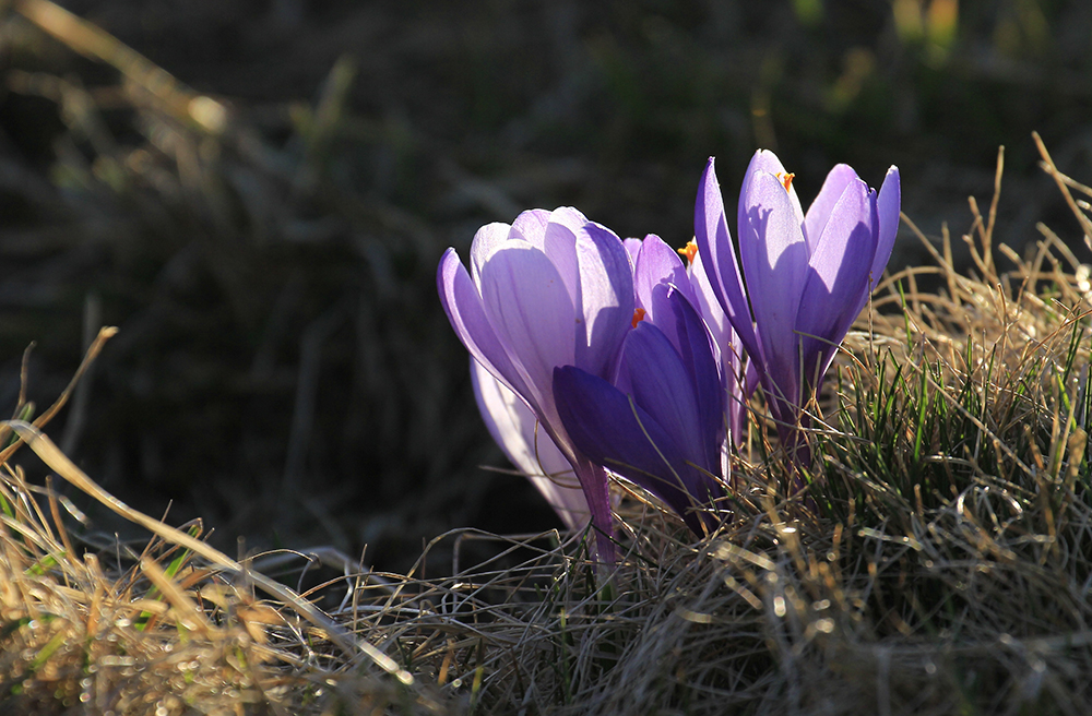 Drebacher Krokus