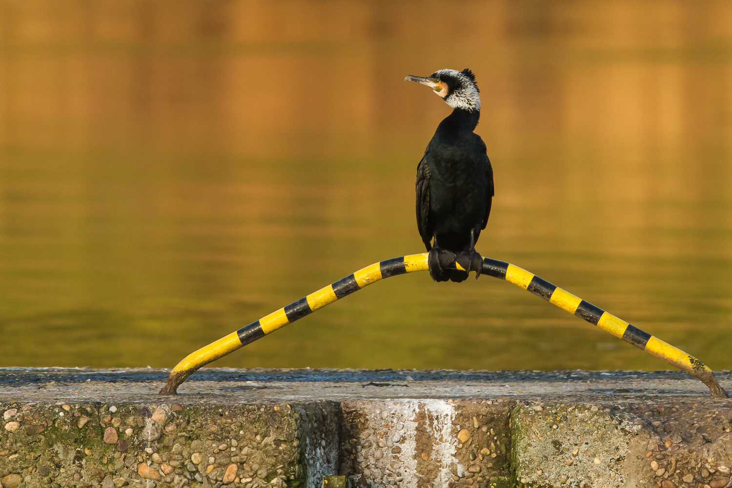 Kormoran im Abendlicht