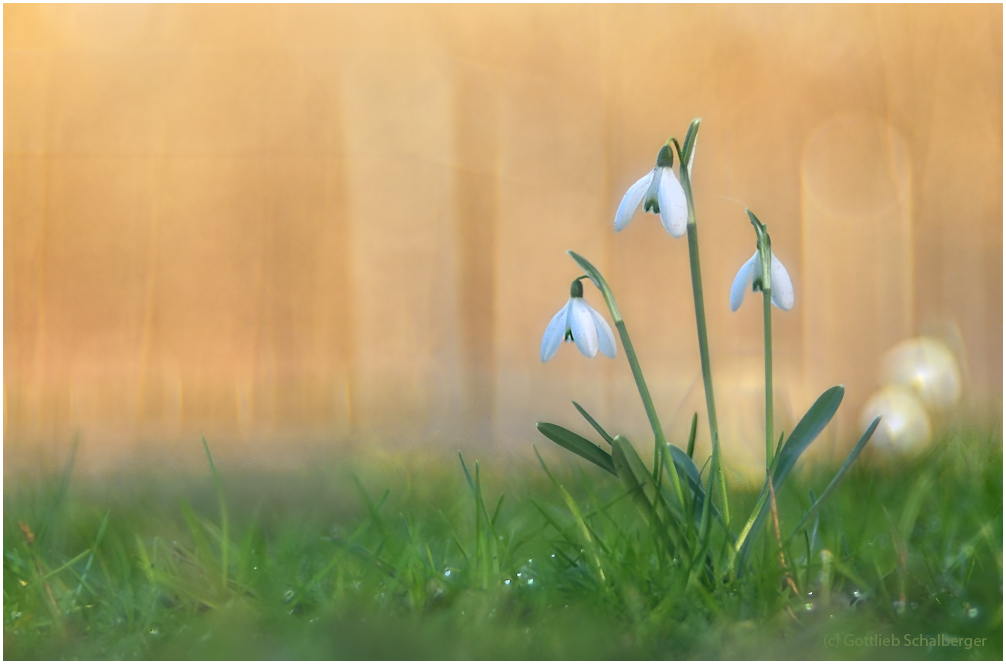 Galanthus Trioplanus