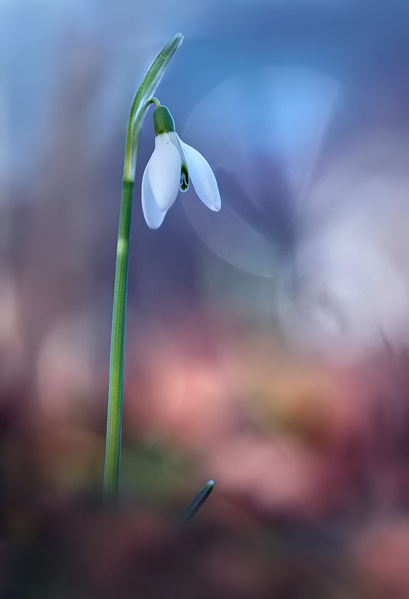 Nur ein Tag Frühling ...
