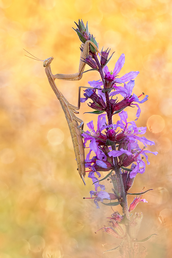 Mantis Religiosa