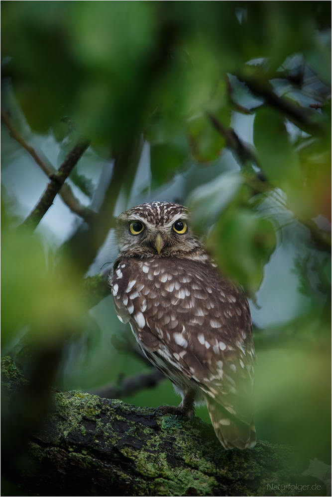 Versteckt