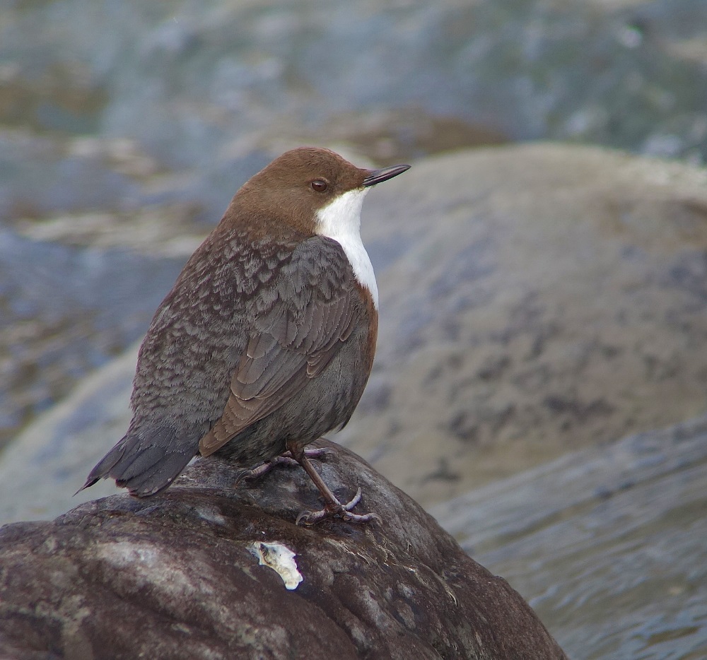 Wasseramsel - Digiskopie