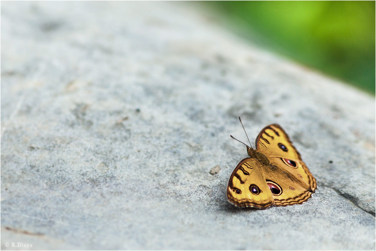 ~peacock pansy~
