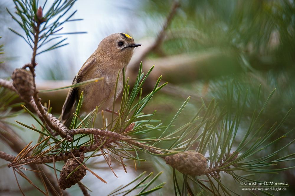 Wintergoldhähnchen