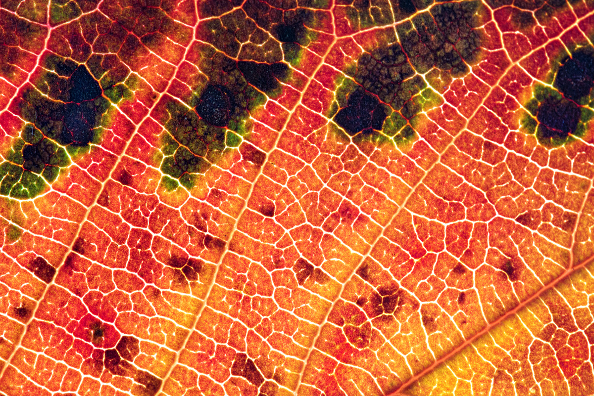 Herbstlich
