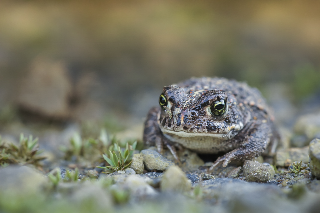 "Breitmaulfrosch"