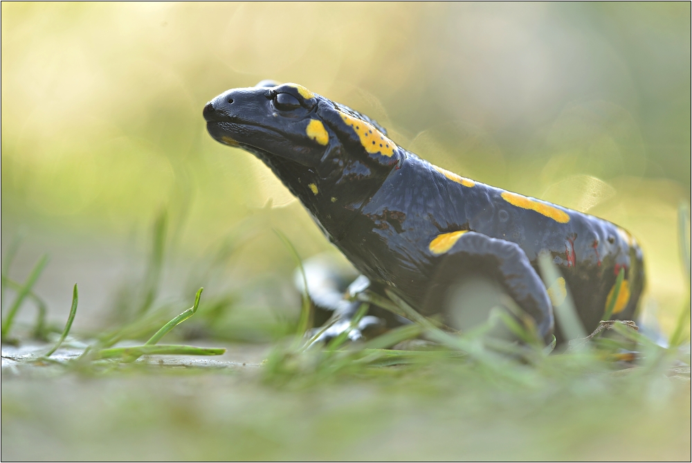 Salamander