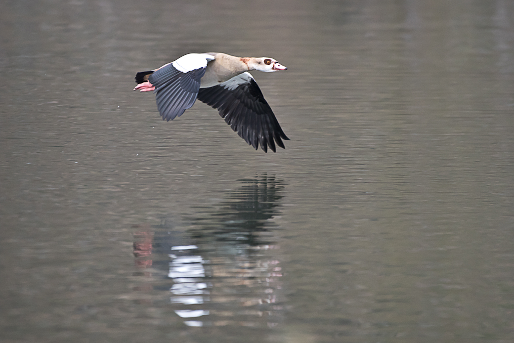 Nilgans im Landeanflug