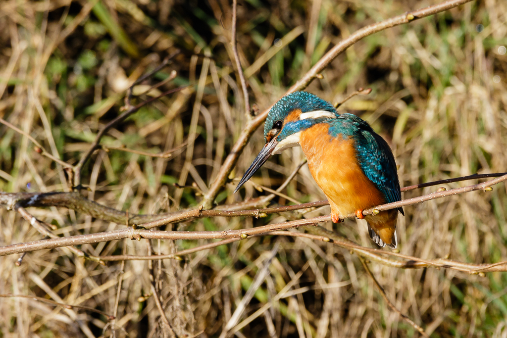 Eisvogel "Ja was ist denn da?"