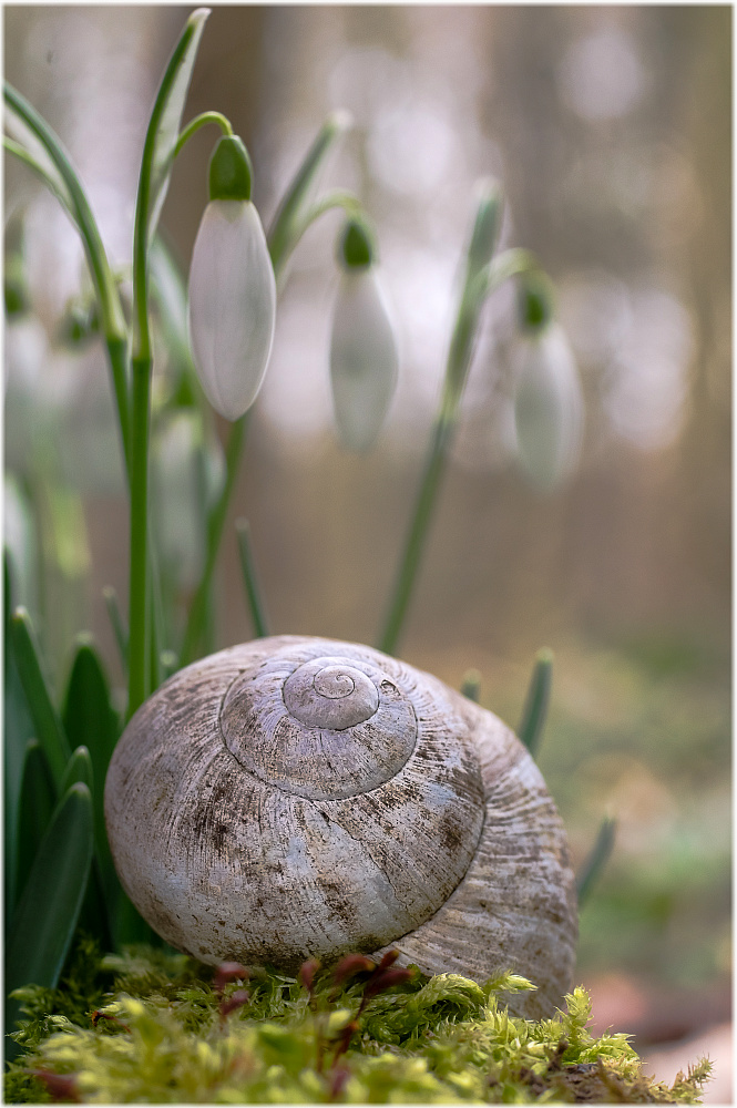 Stillleben - Helix pomatia