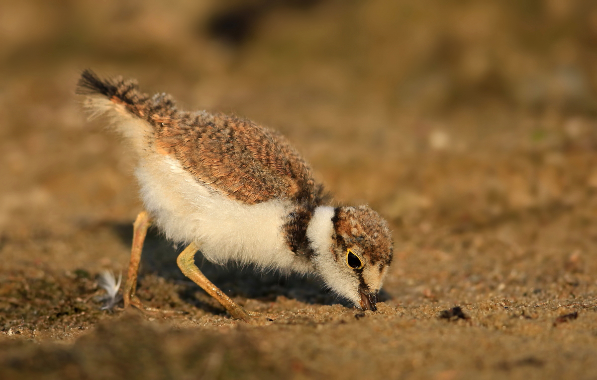 Flussregenpeifer: Den Kopf in den Sand stecken....