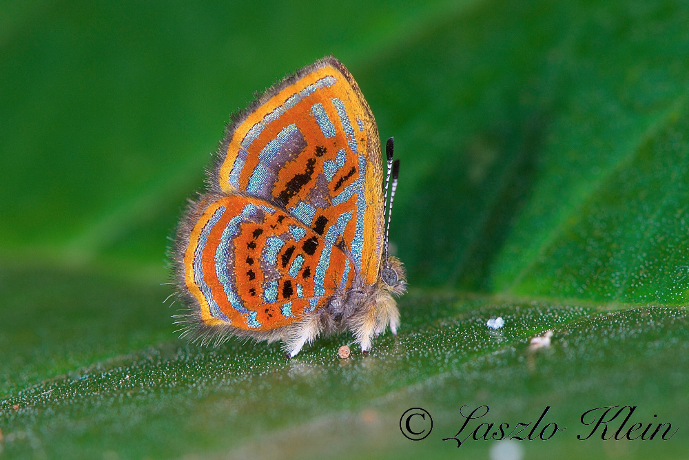 Riodinidae, Sarote acantus