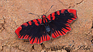 Hesperiidae Haemactis sanguinalis -  Blood-red Skipper