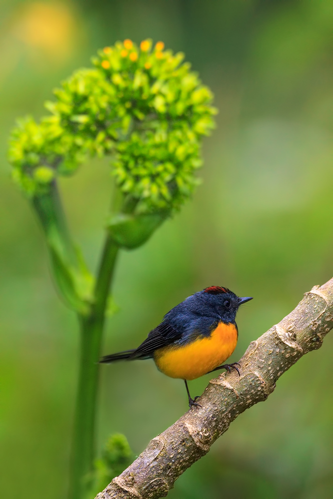 Euphonia anneae ( Braunscheitelorganist )