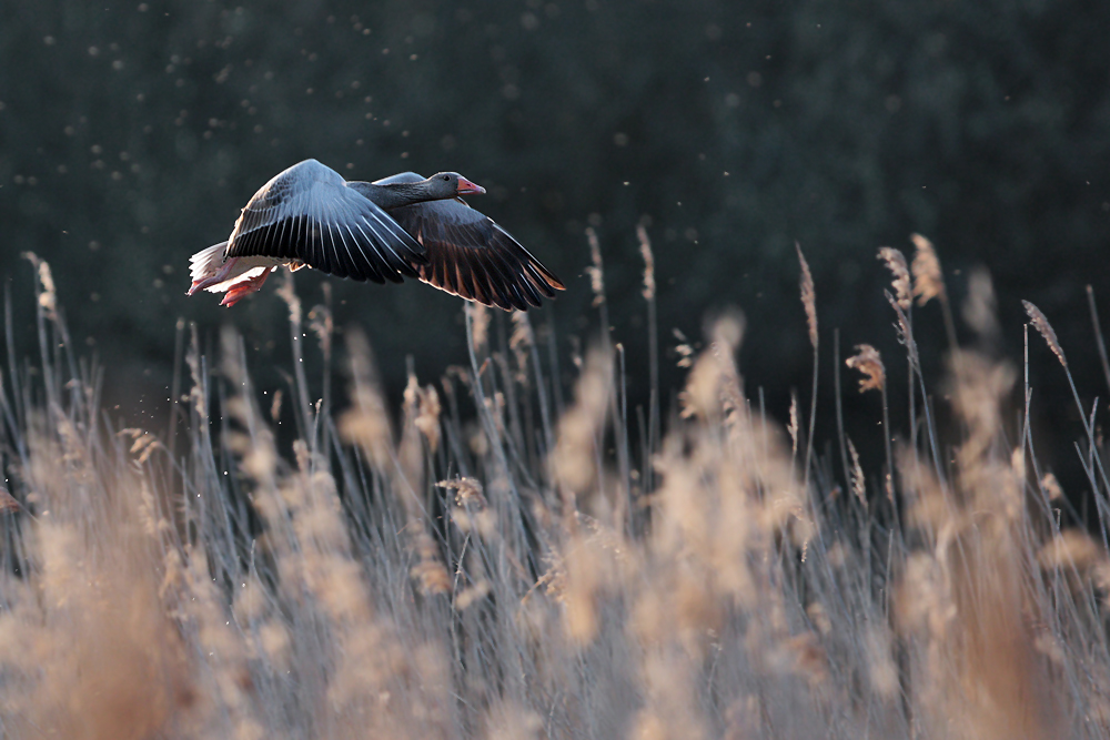 Graugans im Flug