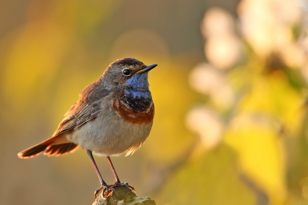 Blaukehlchen