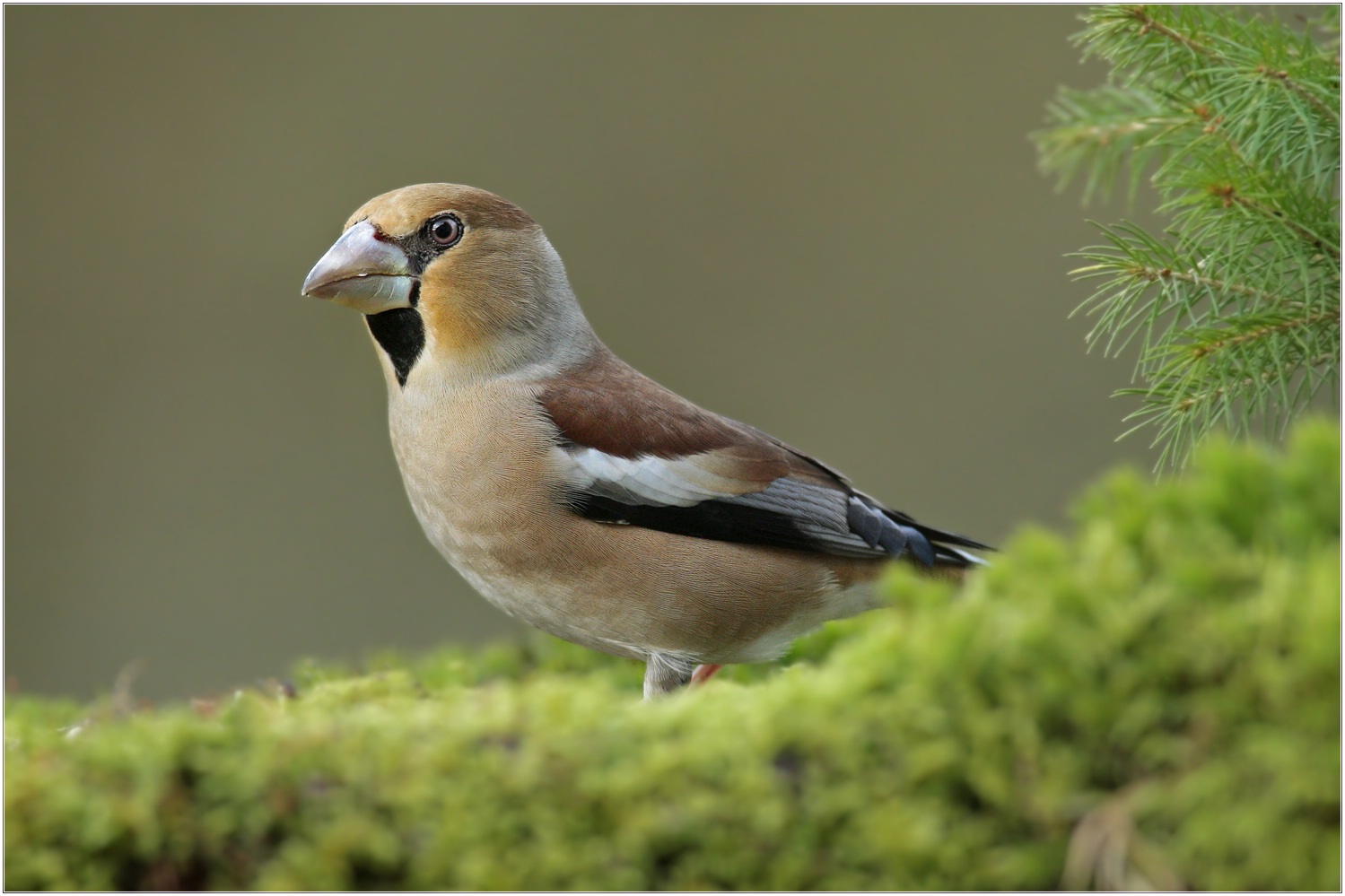 Kernbeißer (Coccothraustes coccothraustes) (Forum für