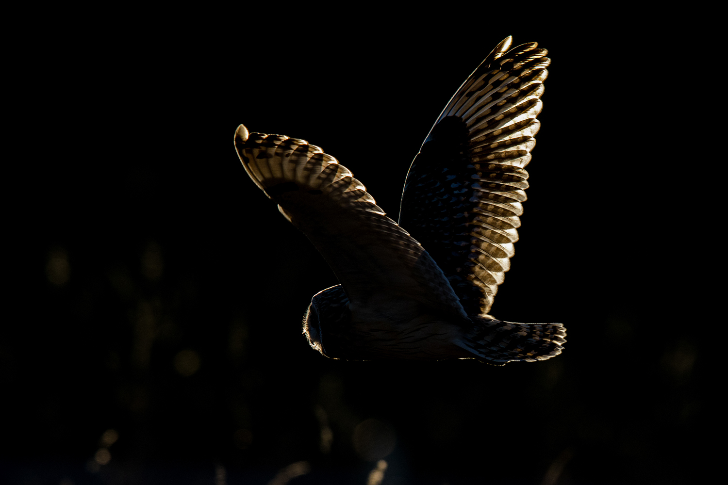 Shadow Hunter
