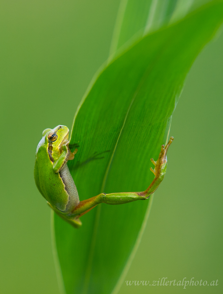 green climber